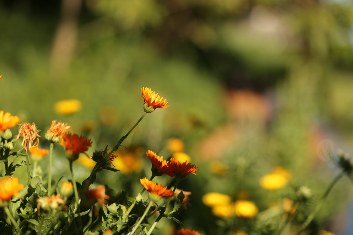 Ringelblumen Tee richtig zubereiten leicht gemacht