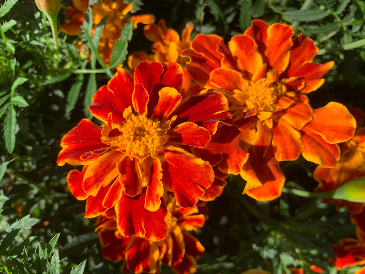 Tagetes Nahrungsergänzung im Alltag verstehen