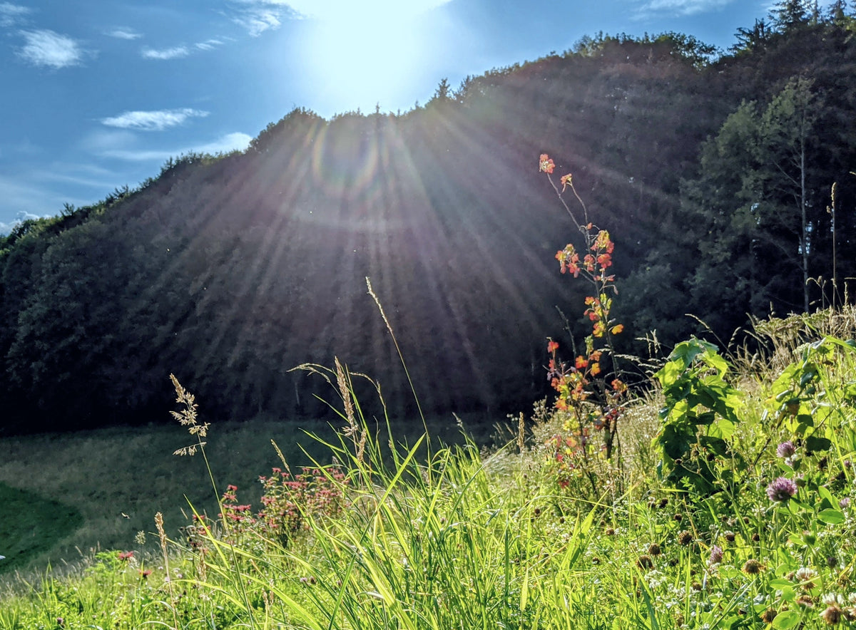 Natürliche Energie ohne Koffein finden
