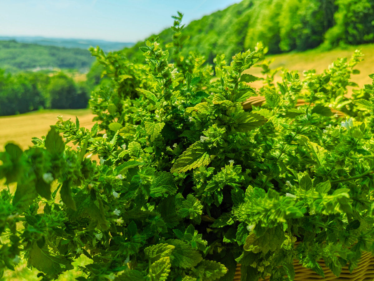 Bio-Melissentee zubereiten: So bleibt er fein
