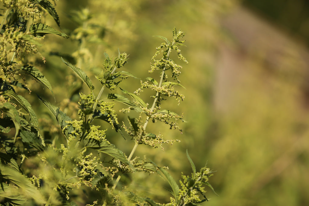 Urtica Dioica